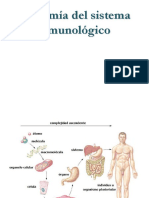 Anatomía Del Sistema Inmunológico