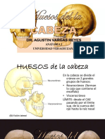 3.huesos de La Cabeza-Frontal