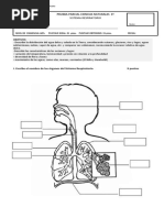 Prueba Sistema Respiratorio