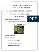 Cultivar de Piña. Pillcopata