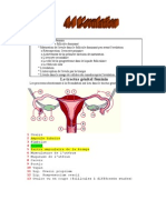 L'Ovulation