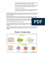 Bases Nitrogenadas