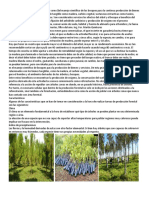 La Producción Forestal Se Define Como