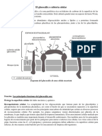 El Glucocálix o Cubierta Celular