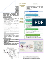 Células Cebadas, Basófilos y Eosinófilos