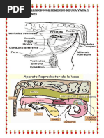 Aparato Reproducor Femenino de Una Vaca y Sus Funciones