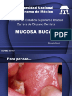 MUCOSA ORAL Biología Bucal