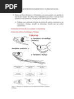 Roteiro de Estudo - Artrópodes