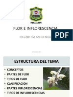 Clase8 Flor e Inflorescencias