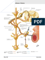 Autonomic Reflex Pathways: Schema : Innervation Plate 304