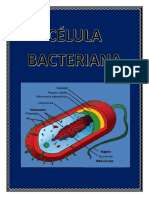 Celula Bacteriana