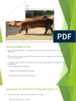 Feed and Feeding of Sows M