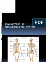 Embryology Muscularskeletal System