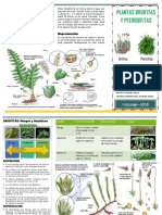 Triptico Tipos de Plantas