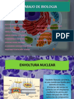 La Envoltura Nuclear en La Célula