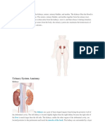 Tutorial Renal System