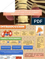 Sd. Cushing e Hiperplasia - Seminario