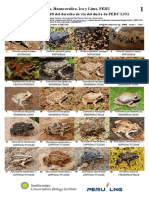 1009 Anfibios y Reptiles Del Ducto de Peru PDF