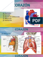 AnatomÍa Corazón