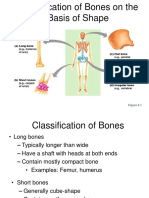 Classification of Bones On The Basis of Shape