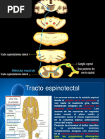 Charla de Neuroanatomia