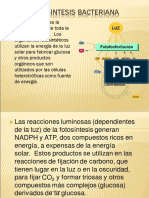 Fotosíntesis Bacteriana PDF