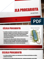 Celula Procariota y Bacterias