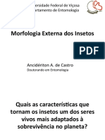 Morfologia Externa - Insetos