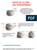 Derivados de La Capa Germinal Mesodermica