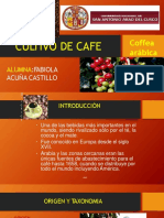 Cultivo de Cafe