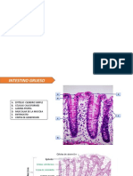 Digestivo Histologia 2