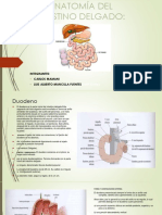 Exposicion - Intestino Delgado