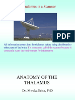 The Thalamus Is A Scanner: All Information Comes Into The Thalamus Before Being Distributed To Other Parts of The Brain