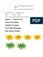 Calvin Cycle Lyka Grace Ruiz Angelyn Layugan Carl Jabin Bunagan Dan Jomari Matias