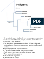 Piciformes