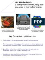 Overview of Lipid Transport in Animals, Fatty Acid Oxidation, Ketogenesis in Liver Mitochondria