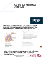 Células de La Médula Suprarrenal