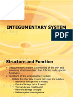 Integumentary System 24