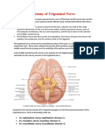 Trigeminal Nerve V