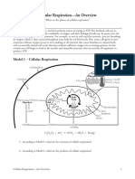 Cellular Respiration AP POGIL