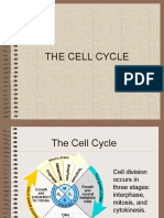 Cell Cycle