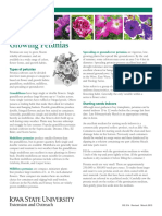 Petunia RG314 PDF