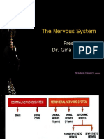 06 Nervous System