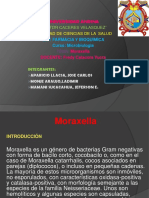 Moraxella Diapositivas 3