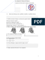 Ficha de Avaliacao Sistema Circulatorio 6 º Ano