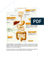 Proceso Digestivo