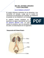 Sistema Urinario