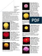 Chrysanthemum Classifications