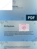 Ehrlichia Canis PDF