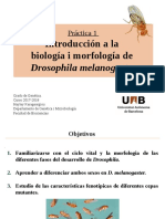 Morfologia de Drosophila2018!3!2D13!48!41